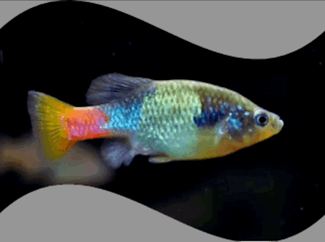 Goodeid Rare fish species nearly became extinct in the world after West ...