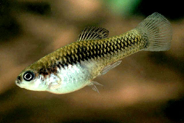 A Monterrey Platy fish.