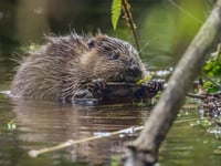 Baby beavers born at Somerset National Trust paddocks