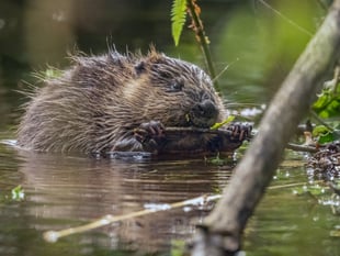 Baby beavers born at Somerset National Trust paddocks