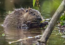 Baby beavers born at Somerset National Trust paddocks