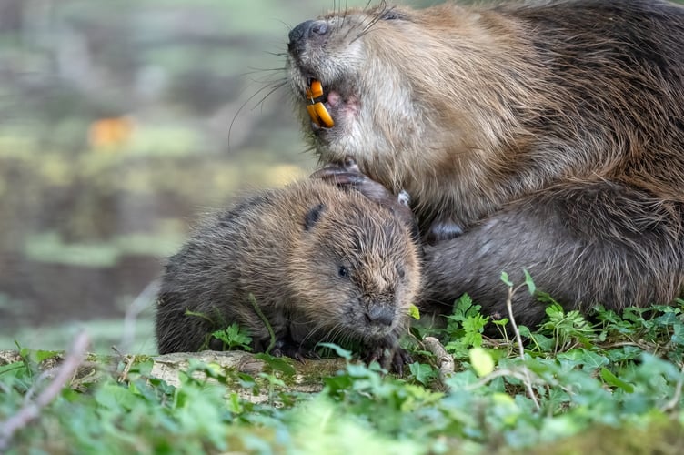 Holnicote beaver kits 