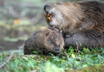 Latest baby beaver on Exmoor is named