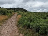 Forest site visit to hear future management plans