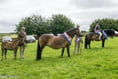 Exmoor Pony breed show attracts top entries