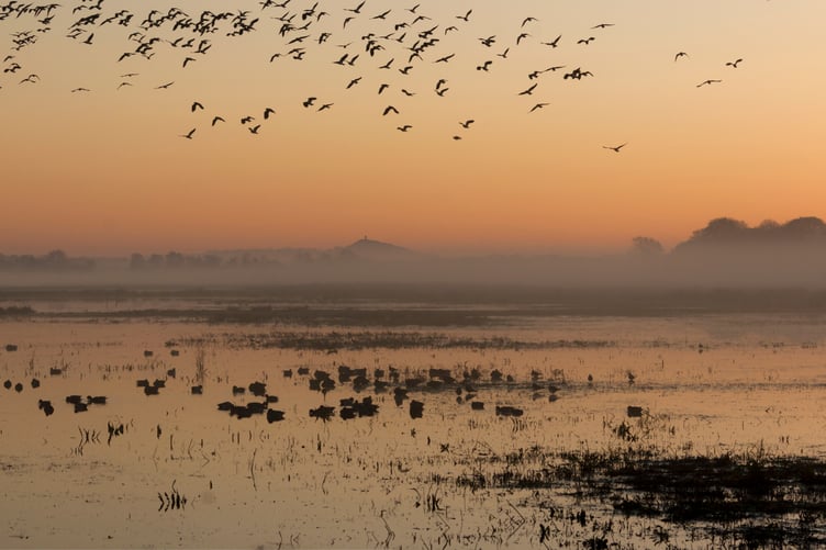 Catcott Nature Reserve, near Bridgwater.