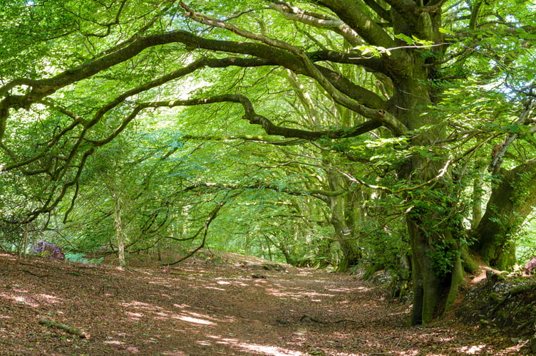 Dommett Wood nature reserve on the Blackdown Hills, near Buckland St Mary.