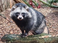 Zoo warns visitors to beware online tickets 'scam'