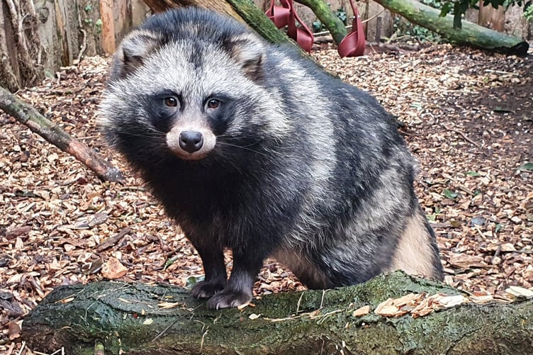 One of the raccoon dogs in Tropiquaria zoo Washford Cross