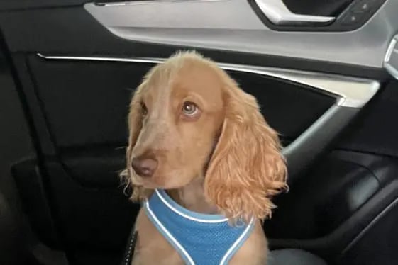 One drink driver had their puppy taken in by a local vets after being remanded in police custody