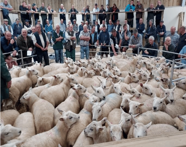 A record sale and show of Devon Closewools was held on Exmoor.