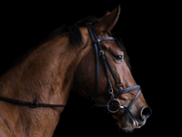 88 entries for popular Quantock meeting at Cothelstone