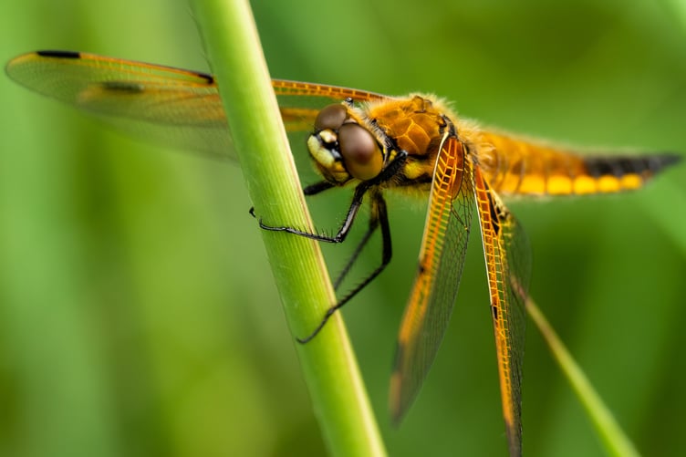 Four spotted chaser dragonfly at Wicken Fen National Nature Reserve, Cambridgeshire More dragonflies can be seen after a pioneering wetland project on Exmoor by the National Trust.