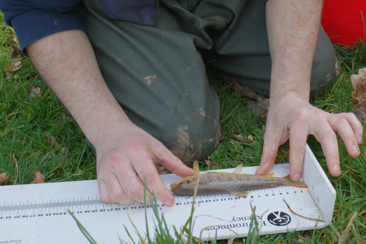 Recording measurements of fish captured in Exmoor's River Aller as the National Trust carried out a massive landscaping project.
