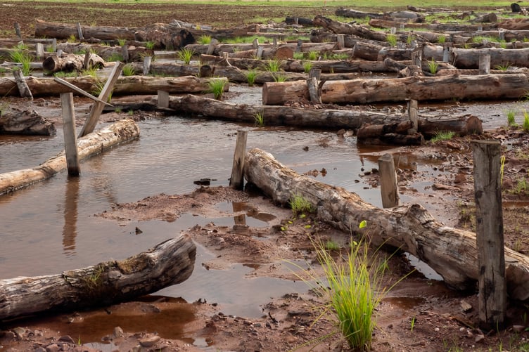 Grasses are beginning to grow back to help create a new wetland waterscape on Exmoor's Holnicote Estate cared for by the National Trust.