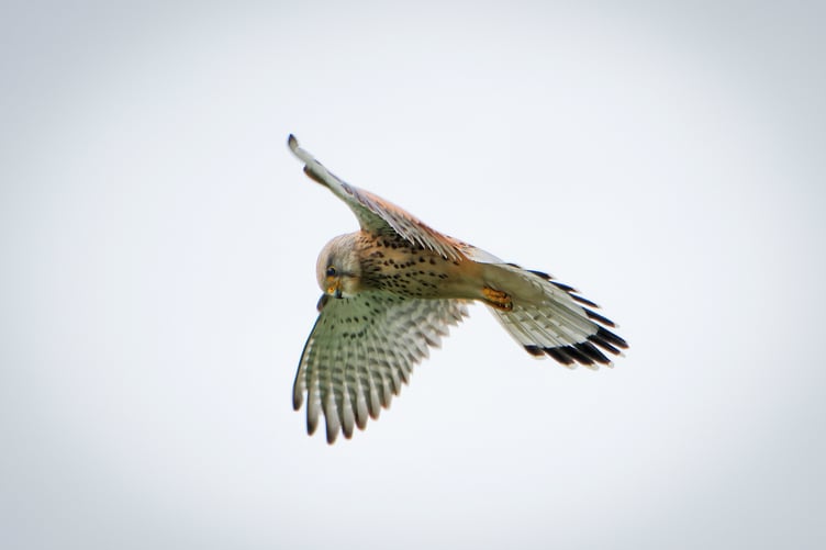 Hovering Kestrel above Croome, WorcestershireKestrels are returning after a pioneering National Trust landscaping project on Exmoor.