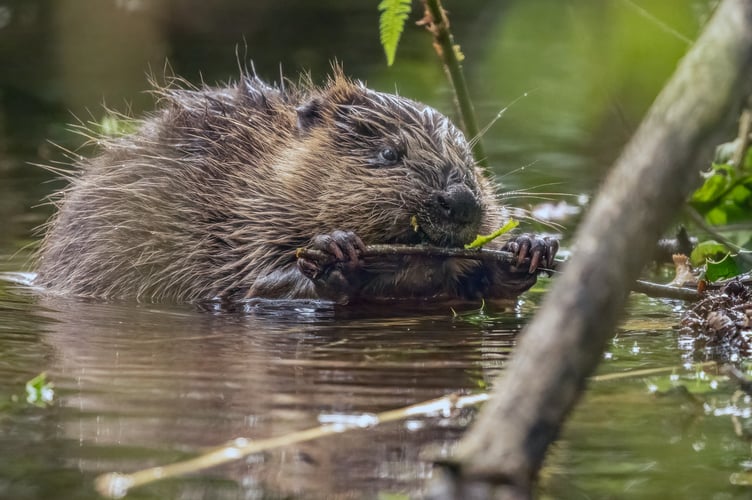 The Holnicote Estate is known for its beavers which have been re-introduced to Exmoor after 400 years.