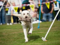The Somerset Show is on 