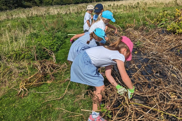 Getting stuck in at the Good Vibe Veg community garden are pupils of St Dubricius School, Porlock.