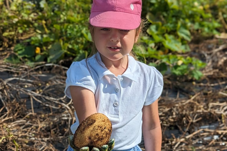 Pupils of St Dubricius School, Porlock, dig up spuds at Good Vibe Veg community garden.