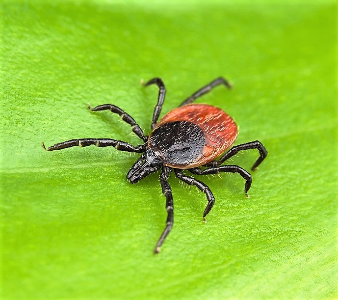 Exmoor warning of “explosion” in tick numbers