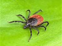 Exmoor warning of “explosion” in tick numbers