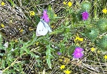 Journey’s end - on Exmoor