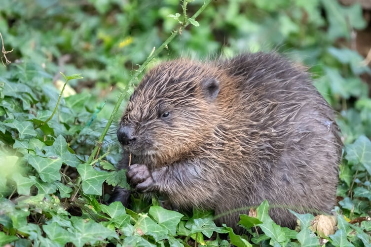 One of the beaver kits born on the Holnicote Estate, on Exmoor.