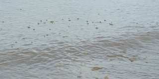 MP wants end to polluted seas off West Somerset beaches