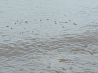 Shock at raw sewage slick in sea at popular beach