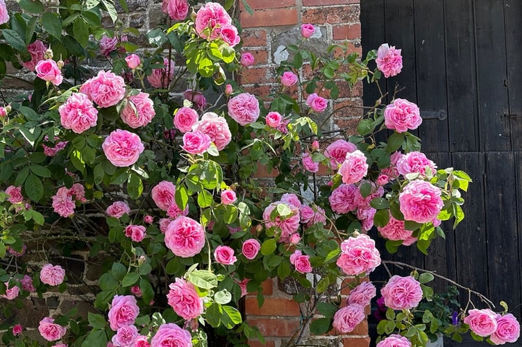 Some of the blooms on show in Dulverton this summer.