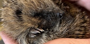 Fund-raiser to 'help save hedgehogs from extinction'