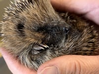 Fund-raiser to 'help save hedgehogs from extinction'