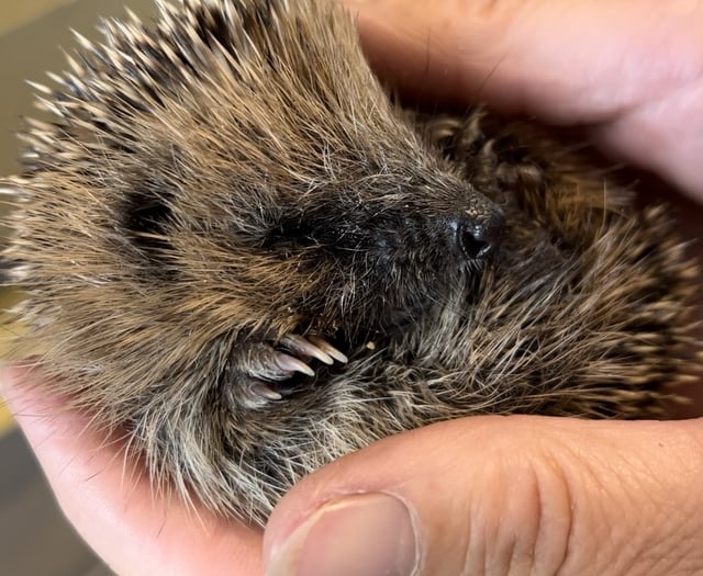 Fund-raiser to 'help save hedgehogs from extinction'