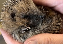 Fund-raiser to 'help save hedgehogs from extinction'