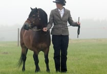 Pony from Sweden helps Exmoor gene bank