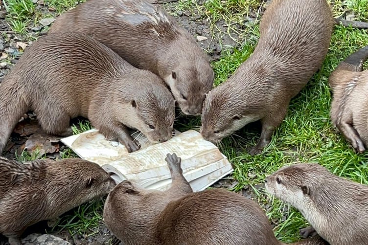 Exmoor author Hazel Prior's new book captivates an audience of otters.