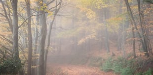 Residents persuade change of plan on Exmoor tree felling