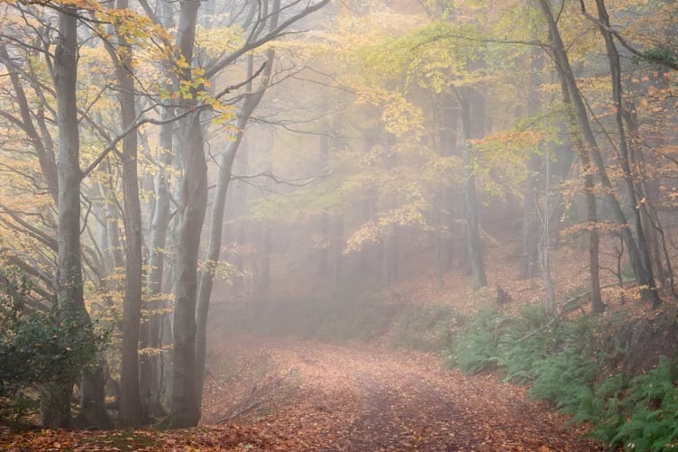 Ranscombe track, near Timberscombe and Wootton Courtenay, where Forestry England is carrying out felling.