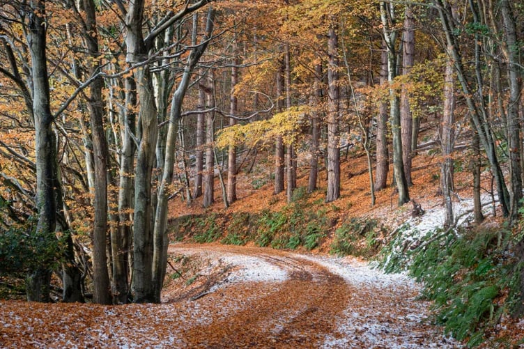 Woodland at Ranscombe, on Exmoor, where Forestry England is felling trees near Timberscombe and Wootton Courtenay.