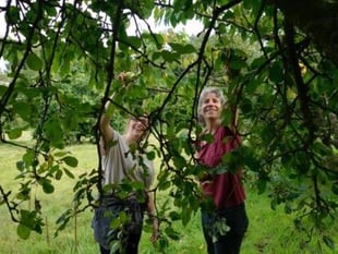Brendon Orchards future secured by Government grant