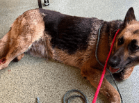Three year high in animal abandonment in Somerset