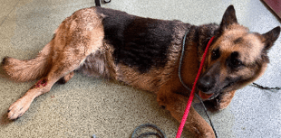 Three year high in animal abandonment in Somerset