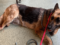 Three year high in animal abandonment in Somerset