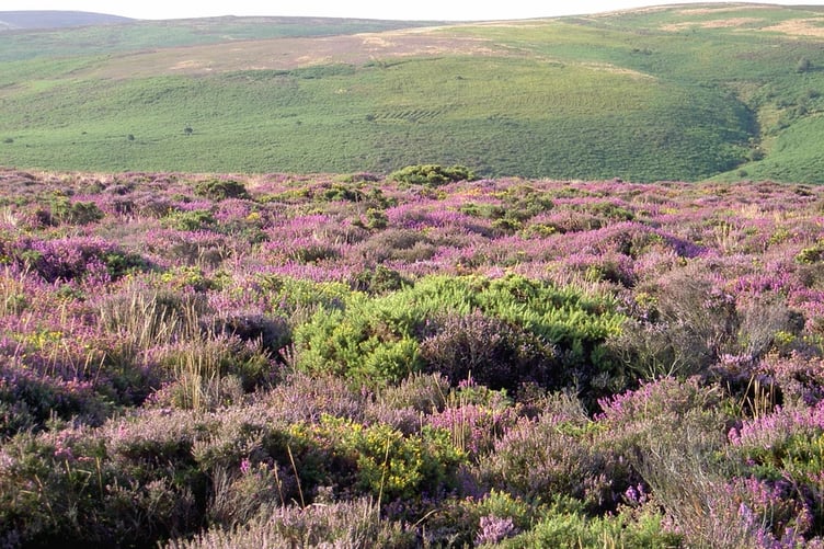 A view over the rolling Quantock Hills.