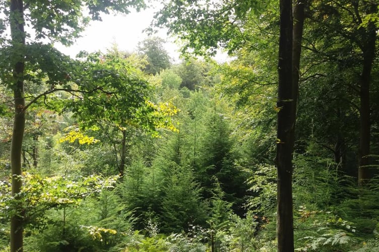An Exmoor woodland habitat.