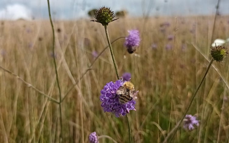 A bumblebee on Exmoor.