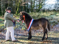 Technology boost for pony breed show