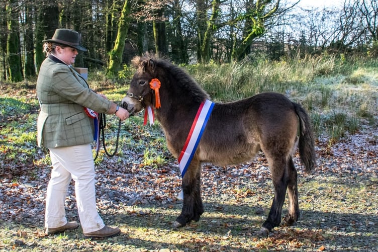 Tawbitts Baxter, owned by Charlotte Matravers, was judged moorbred champion at the Exmoor Pond Society's autumn show.