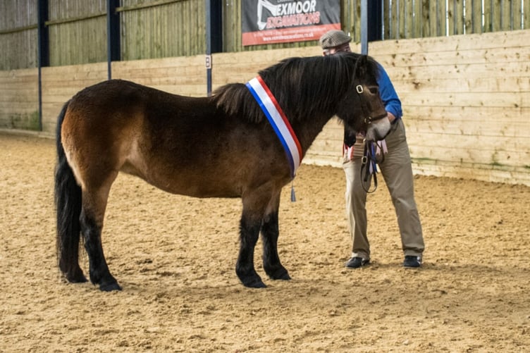 Moorbred filly Ilkerton Elsa was champion in the youngstock classes.
